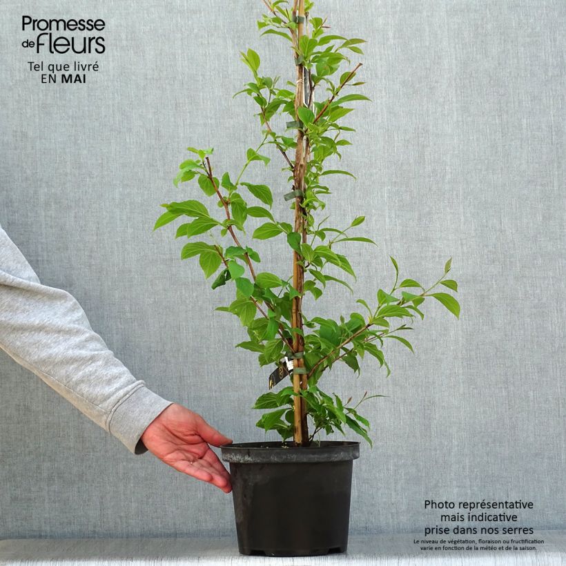 Stewartia pseudocamellia 3L/4L pot sample as delivered in spring