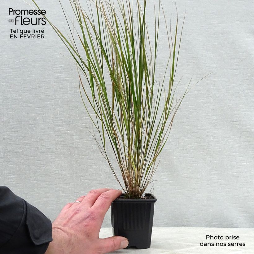 Stipa arundinacea 8/9 cm pot sample as delivered in winter