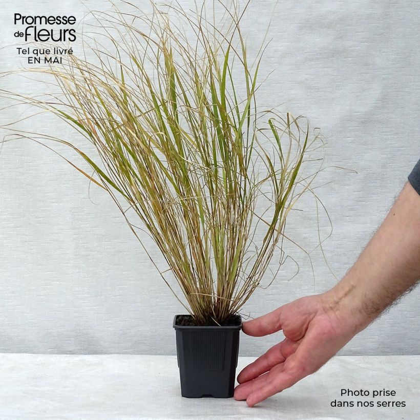 Stipa arundinacea 8/9 cm pot sample as delivered in spring