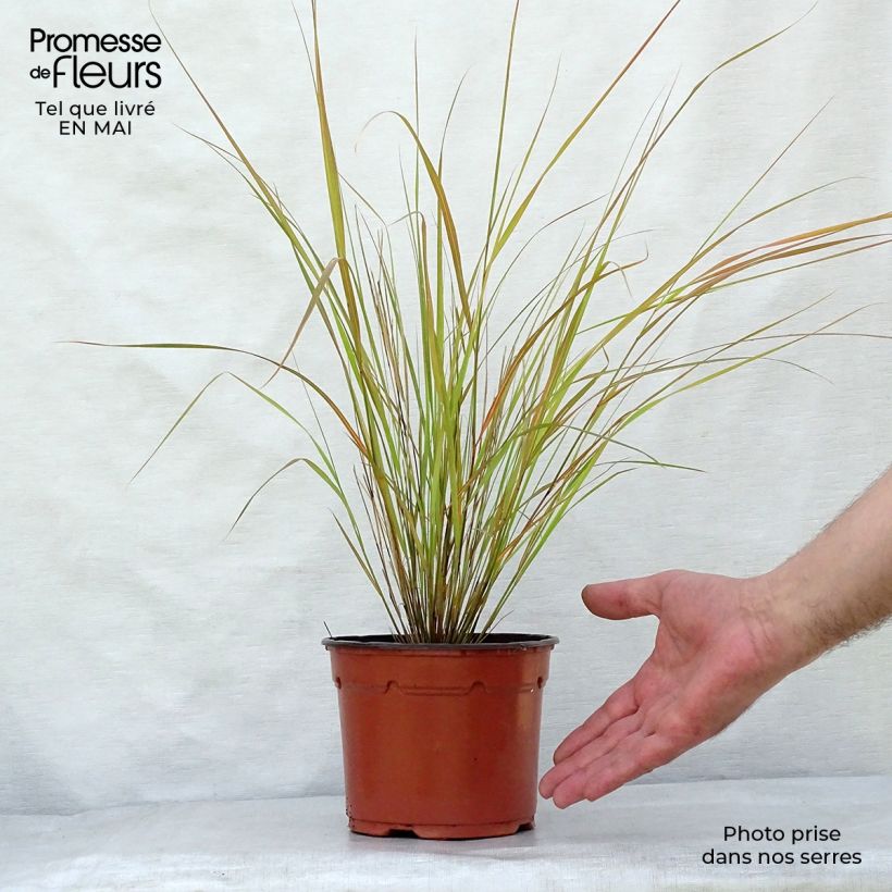 Stipa arundinacea 2L/3L pot sample as delivered in spring