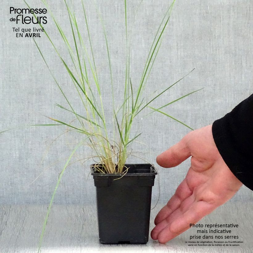 Stipa barbata 7/8 cm pot sample as delivered in spring