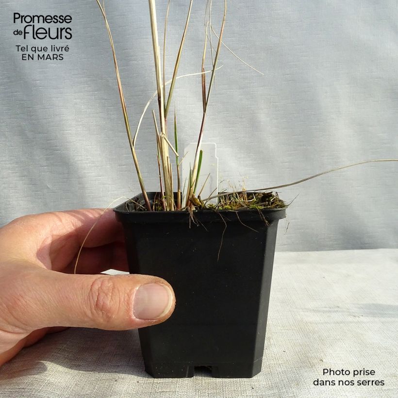 Stipa calamagrostis 8/9 cm pot sample as delivered in spring