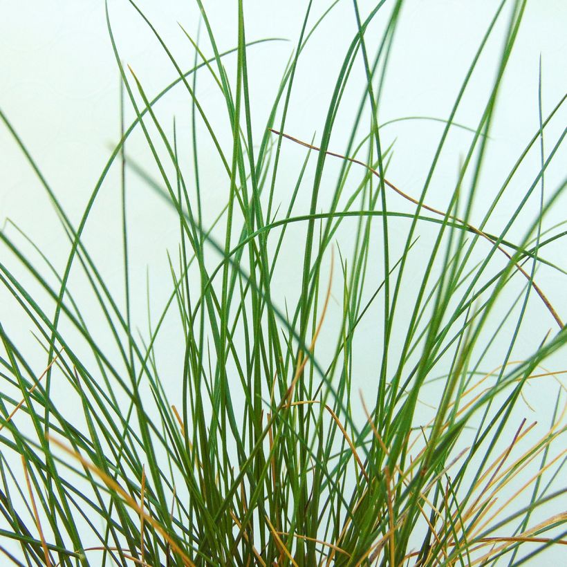 Stipa capillata (Foliage)