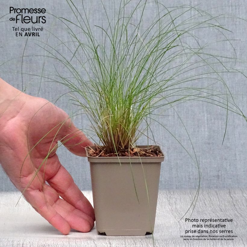 Stipa capillata 8/9 cm pot sample as delivered in spring
