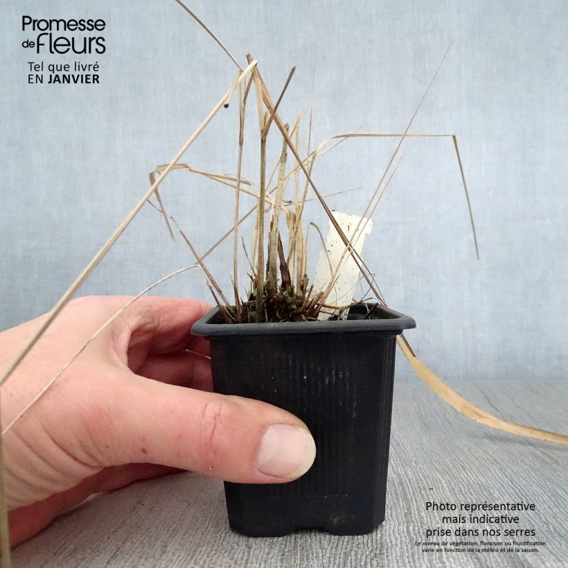 Stipa extremiorientalis 8/9 cm pot sample as delivered in winter