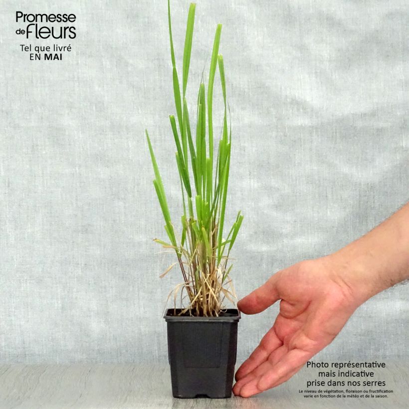 Stipa extremiorientalis 8/9 cm pot sample as delivered in spring