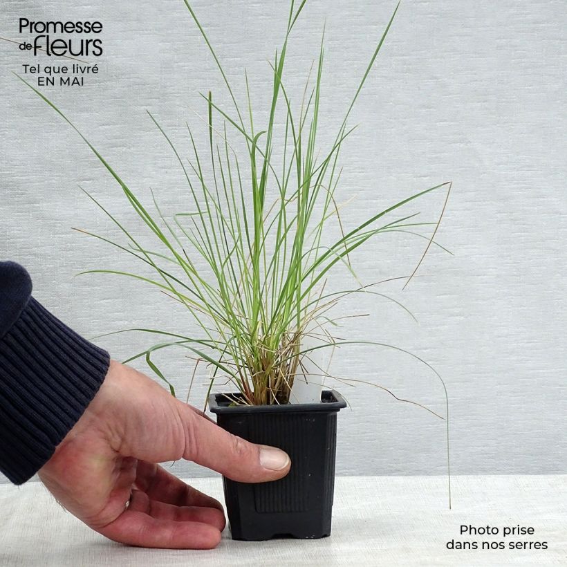 Stipa gigantea  8/9 cm pot sample as delivered in spring