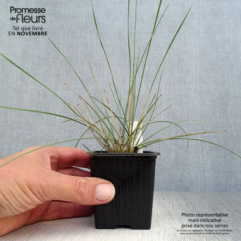 Stipa gigantea  8/9 cm pot sample as delivered in autumn