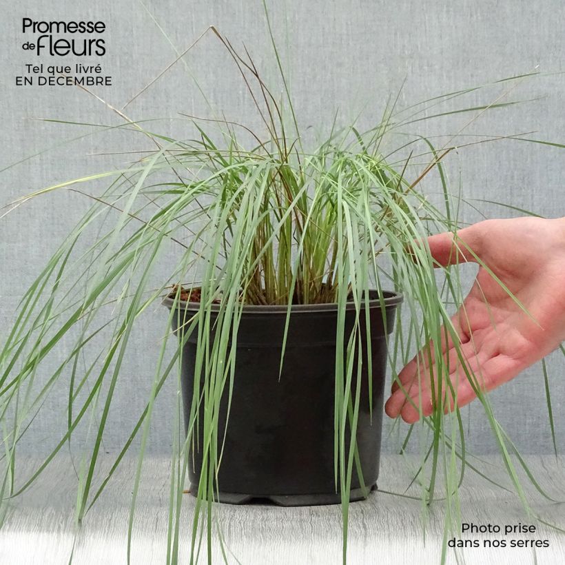 Stipa gigantea  2L/3L pot sample as delivered in winter