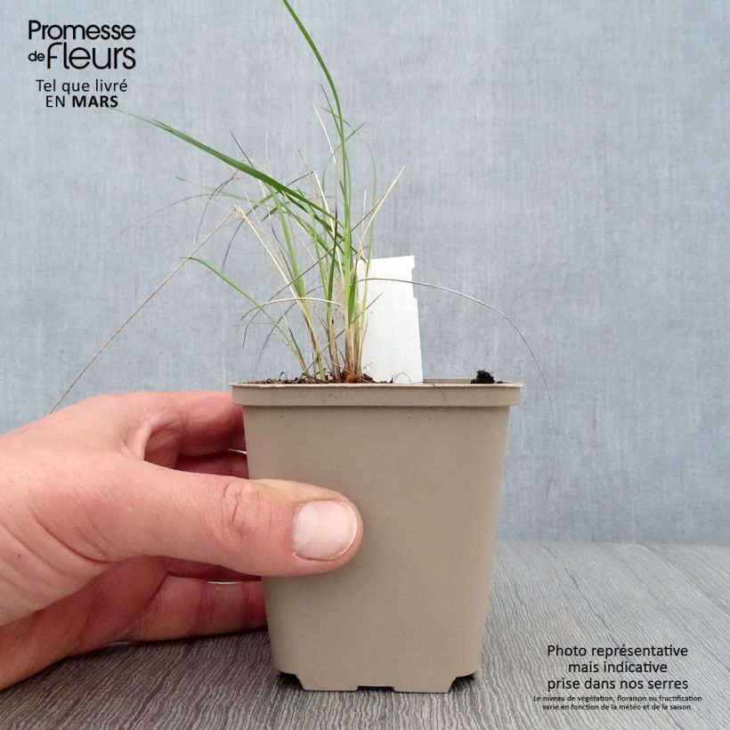 Stipa pulcherrima 8/9 cm pot sample as delivered in spring