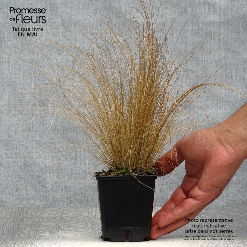 Stipa trichotoma Palomino 8/9 cm pot sample as delivered in spring