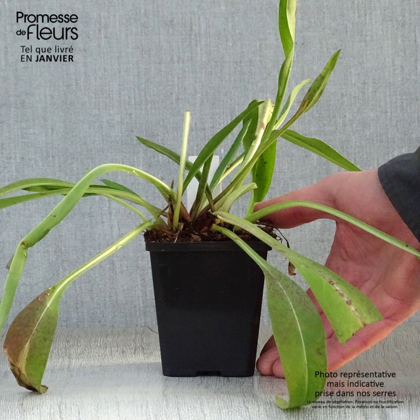 Stokesia laevis Alba 8/9 cm pot sample as delivered in winter