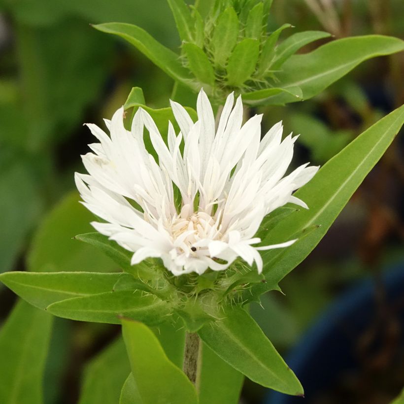 Stokesia laevis Alba (Foliage)