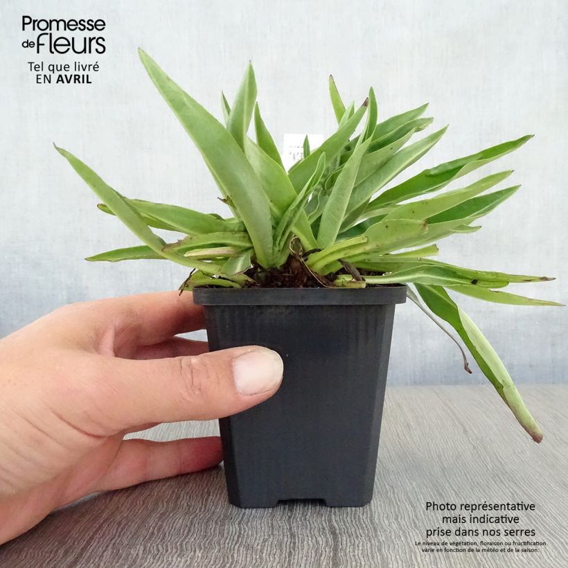 Stokesia laevis Alba 8/9 cm pot sample as delivered in spring