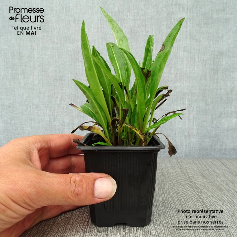 Stokesia laevis Blue Star 8/9 cm pot sample as delivered in spring