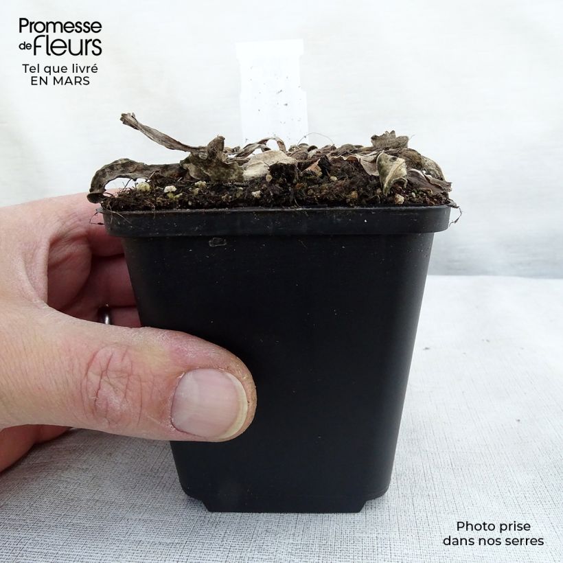 Stokesia laevis Elf 8/9 cm pot sample as delivered in spring