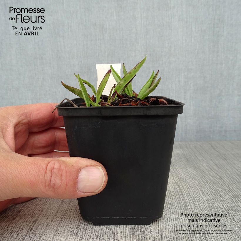 Stokesia laevis Purple Parasols 8/9 cm pot sample as delivered in spring