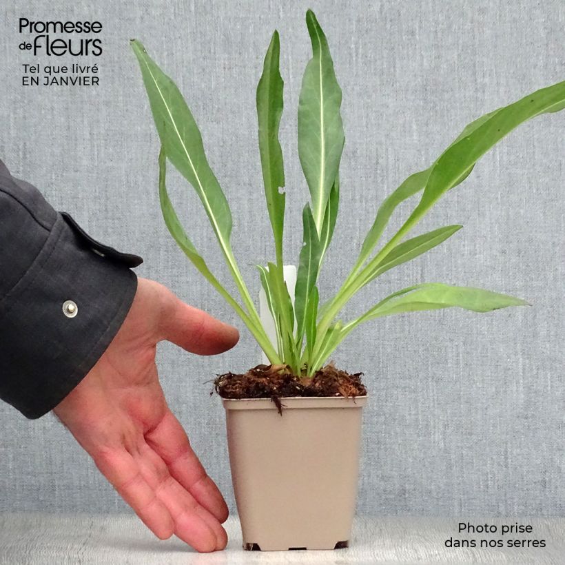 Stokesia laevis Traumerei 8/9 cm pot sample as delivered in winter