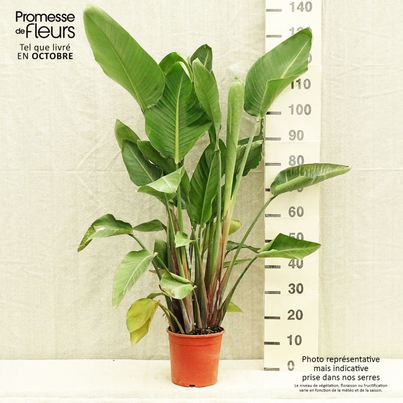 Strelitzia nicolai 2L/3L pot sample as delivered in autumn