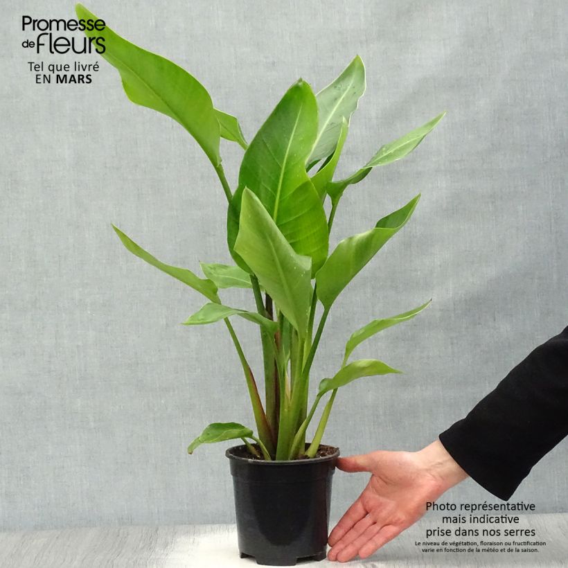 Strelitzia nicolai 2L/3L pot sample as delivered in spring