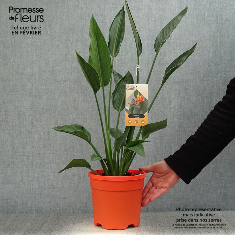 Strelitzia reginae 2L/3L pot sample as delivered in winter