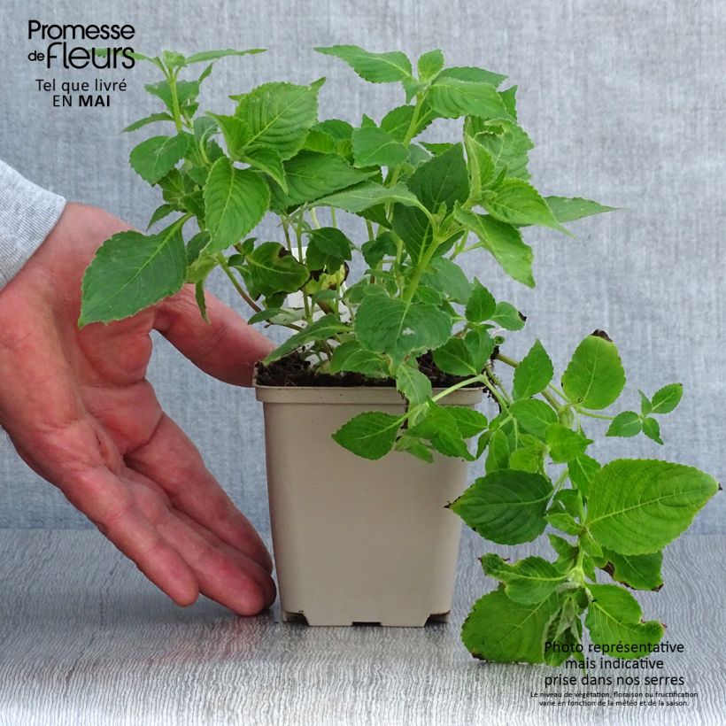 Strobilanthes attenuata Blue Carpet 8/9 cm pot sample as delivered in spring