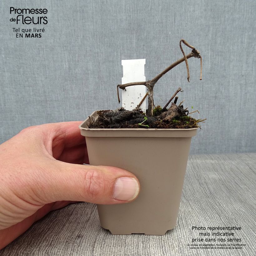 Strobilanthes attenuata 8/9 cm pot sample as delivered in winter