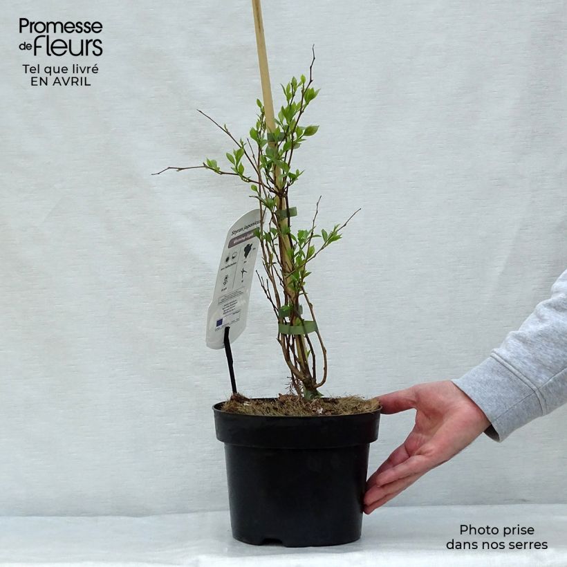 Styrax japonica Evening Light 3L/4L pot sample as delivered in spring