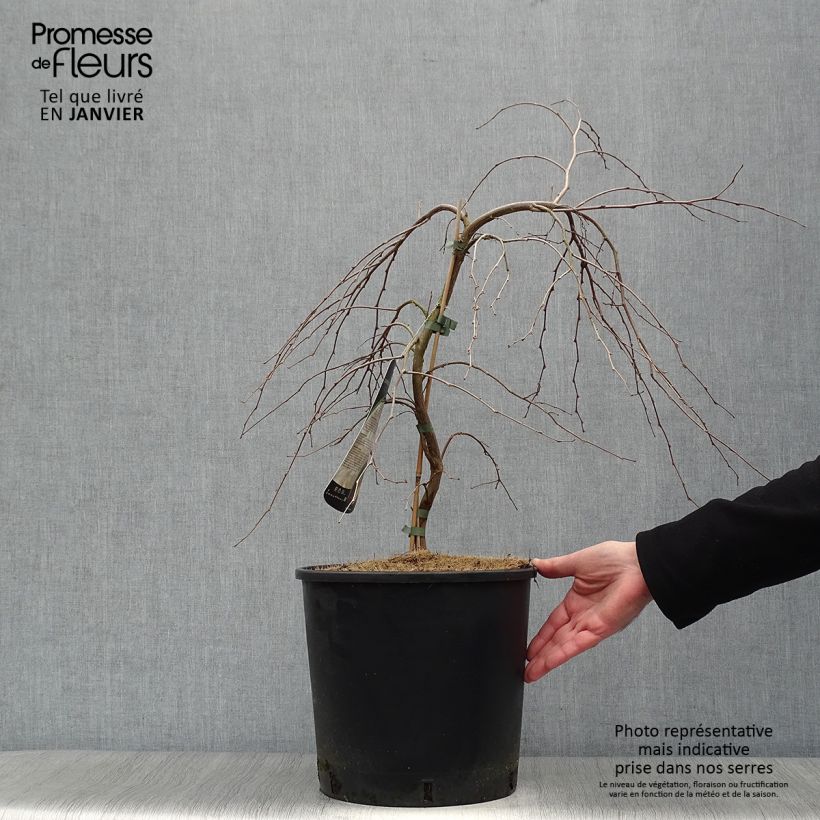 Styrax japonica Fragrant Fountain® 7.5L/10L pot sample as delivered in winter