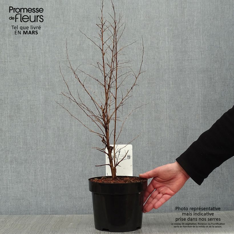 Styrax japonica 3L/4L pot sample as delivered in winter