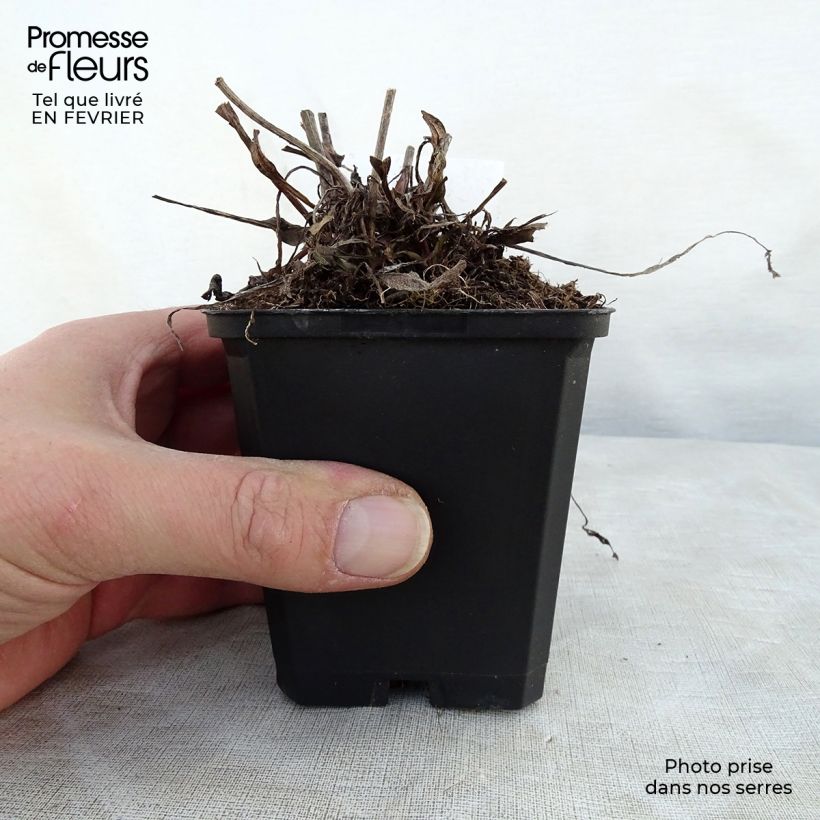 Succisa pratensis 8/9 cm pot sample as delivered in winter