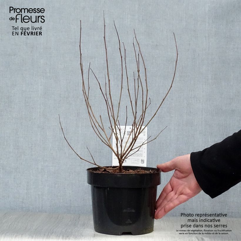 Rhus aromatica Gro-Low - Fragrant Sumach 3L/4L pot sample as delivered in winter