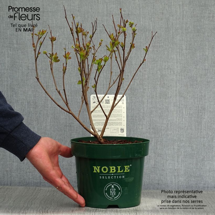 Rhus aromatica Gro-Low - Fragrant Sumach 3L/4L pot sample as delivered in spring