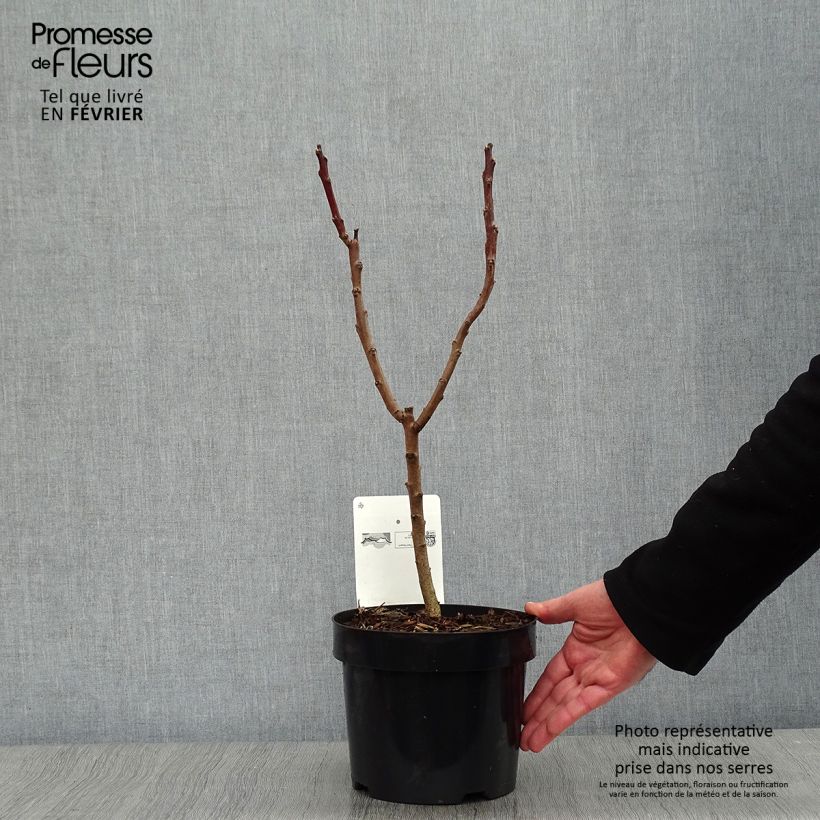 Rhus glabra Laciniata - Fern-leaved Sumach 3L/4L pot sample as delivered in winter