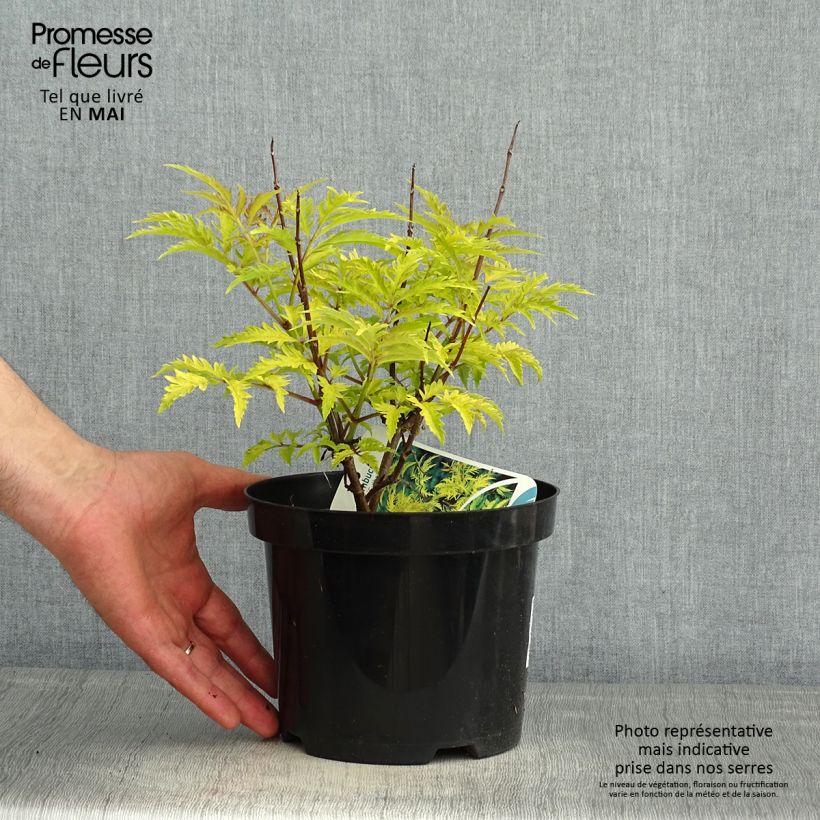 Elderberry - Sambucus racemosa Sutherland Gold 2L/3L pot sample as delivered in spring