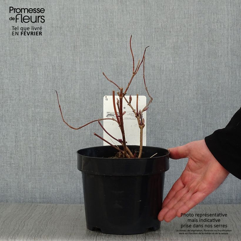 Sambucus racemosa Welsh Gold - European Red Elder 3L/4L pot sample as delivered in winter