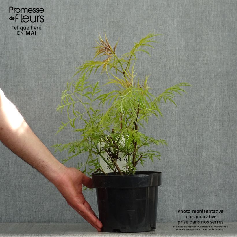Sambucus racemosa Welsh Gold - European Red Elder 3L/4L pot sample as delivered in spring