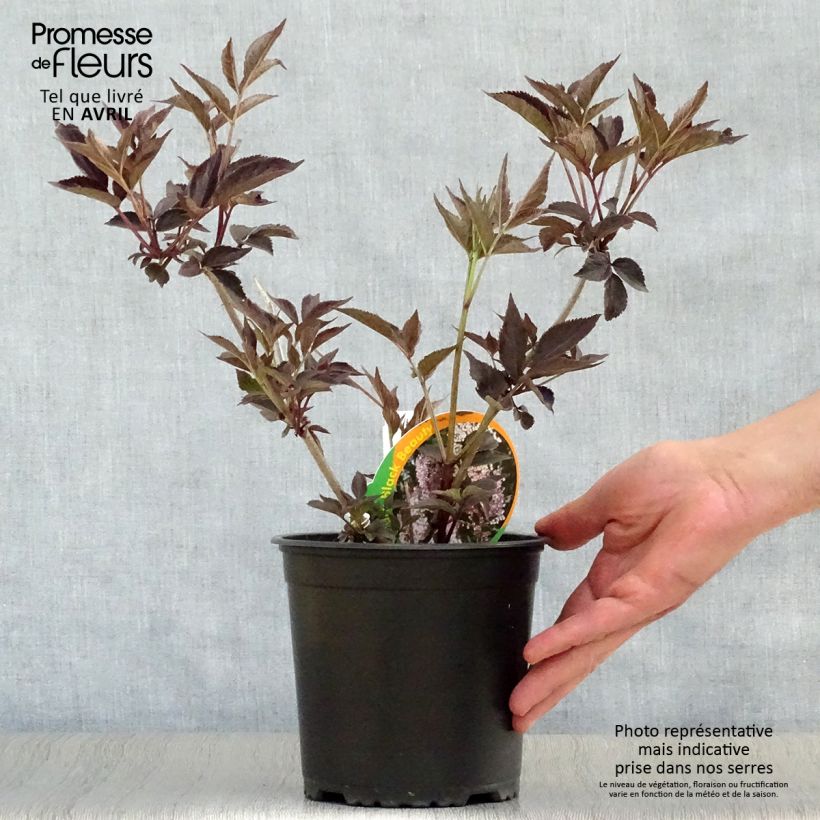 Black Elderberry - Sambucus nigra Black Beauty 2L/3L pot sample as delivered in spring