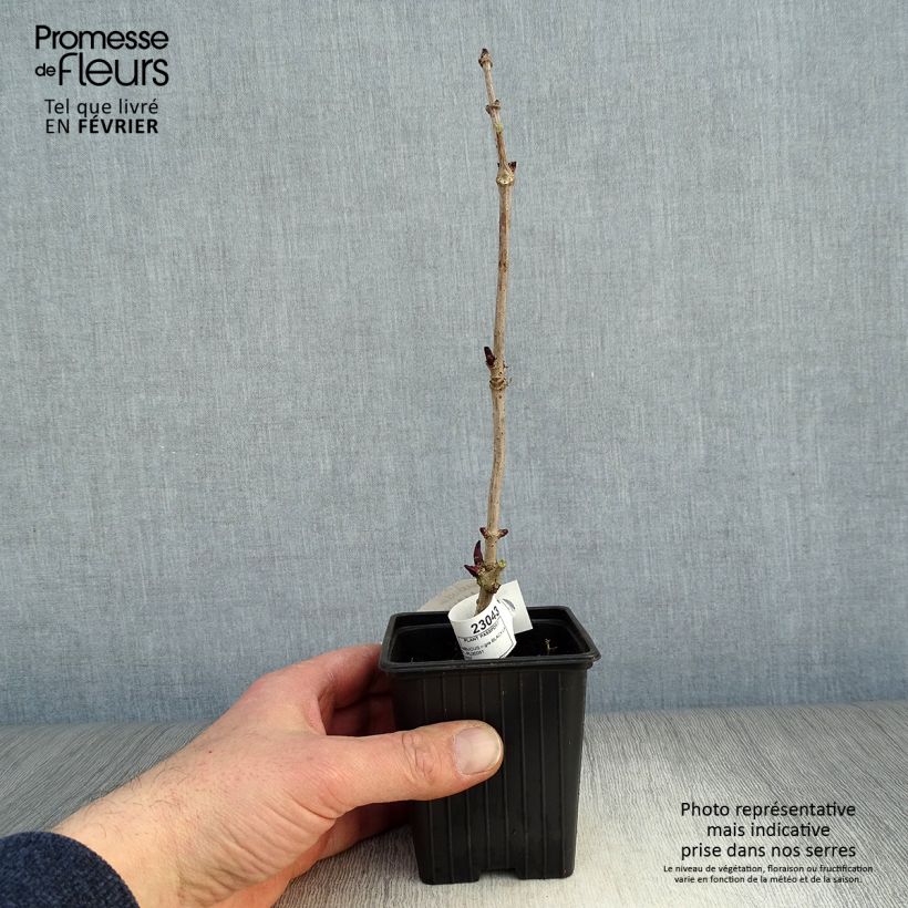 Sambucus nigra Black Lace - Black Elder 8/9 cm pot sample as delivered in winter