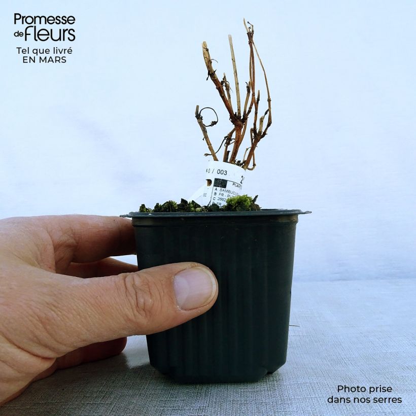 Sambucus nigra Black Lace - Black Elder 8/9 cm pot sample as delivered in spring