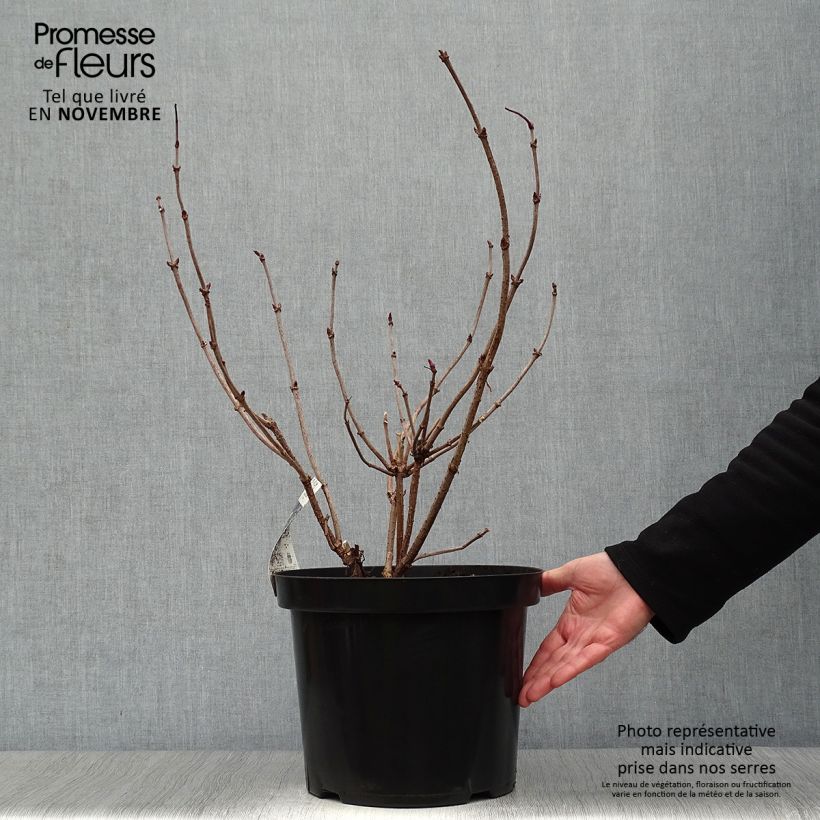 Sambucus nigra Black Lace - Black Elder 6L/7L pot sample as delivered in autumn