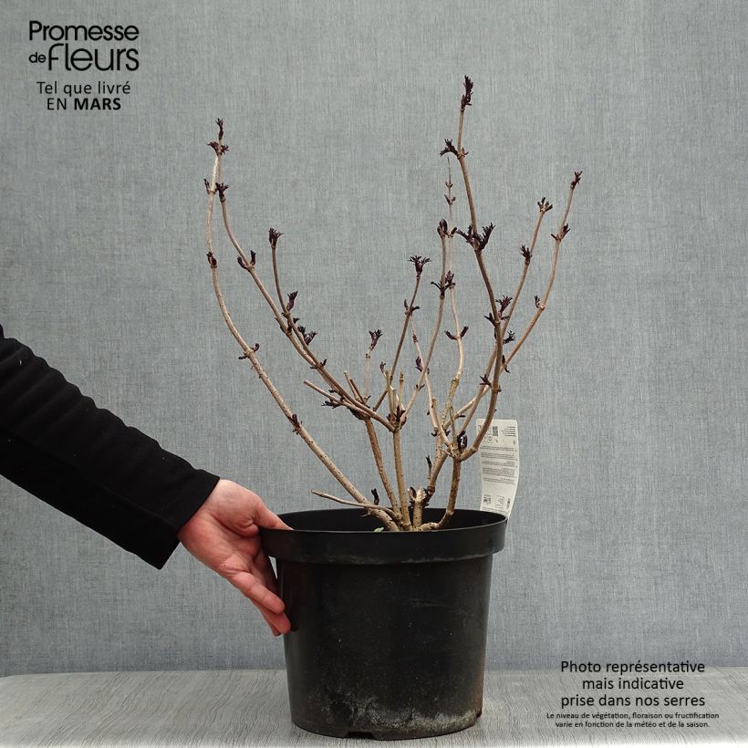 Sambucus nigra Black Lace - Black Elder 6L/7L pot sample as delivered in winter