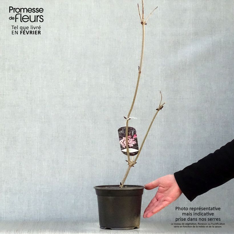 Sambucus nigra Black Lace - Black Elder 2L/3L pot sample as delivered in winter