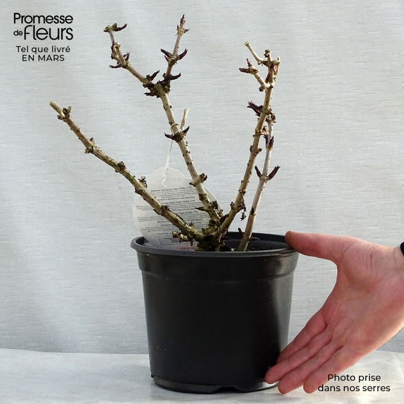 Sambucus nigra Black Tower - Black Elder 3L/4L pot sample as delivered in spring