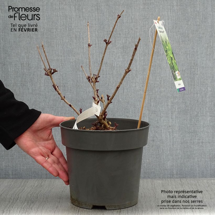 Sambucus nigra Golden Spark 3L/4L pot sample as delivered in winter