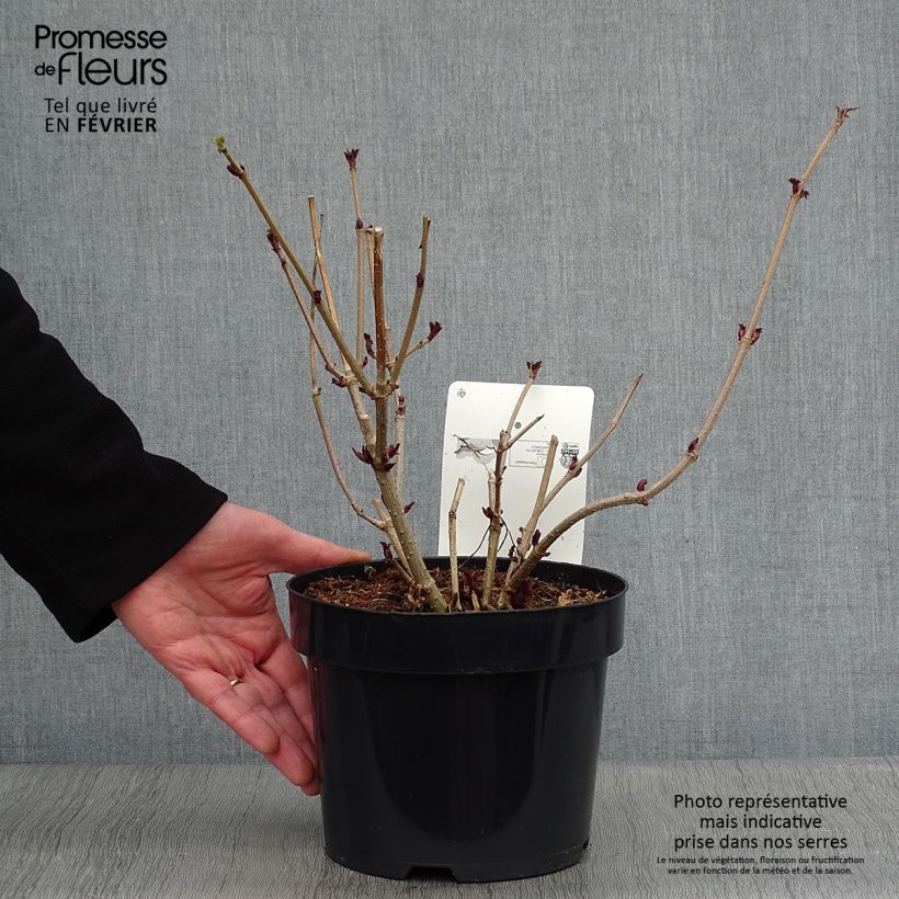 Sambucus nigra Golden Tower - Black Elder 3L/4L pot sample as delivered in winter