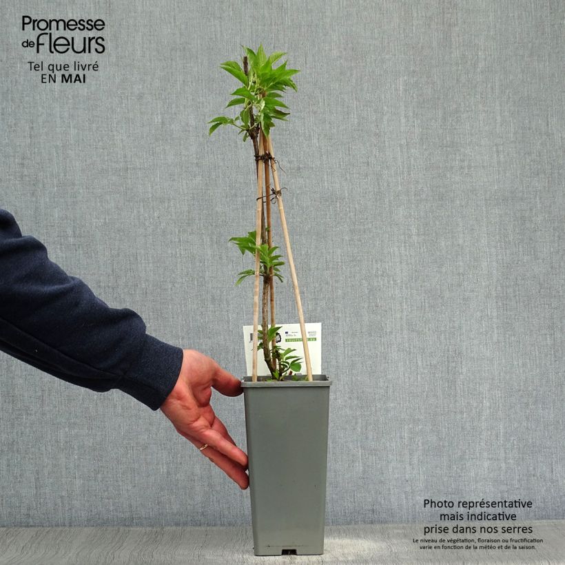 Sambucus nigra Haschberg - Black Elder 1.5L/2L pot, Bush sample as delivered in spring