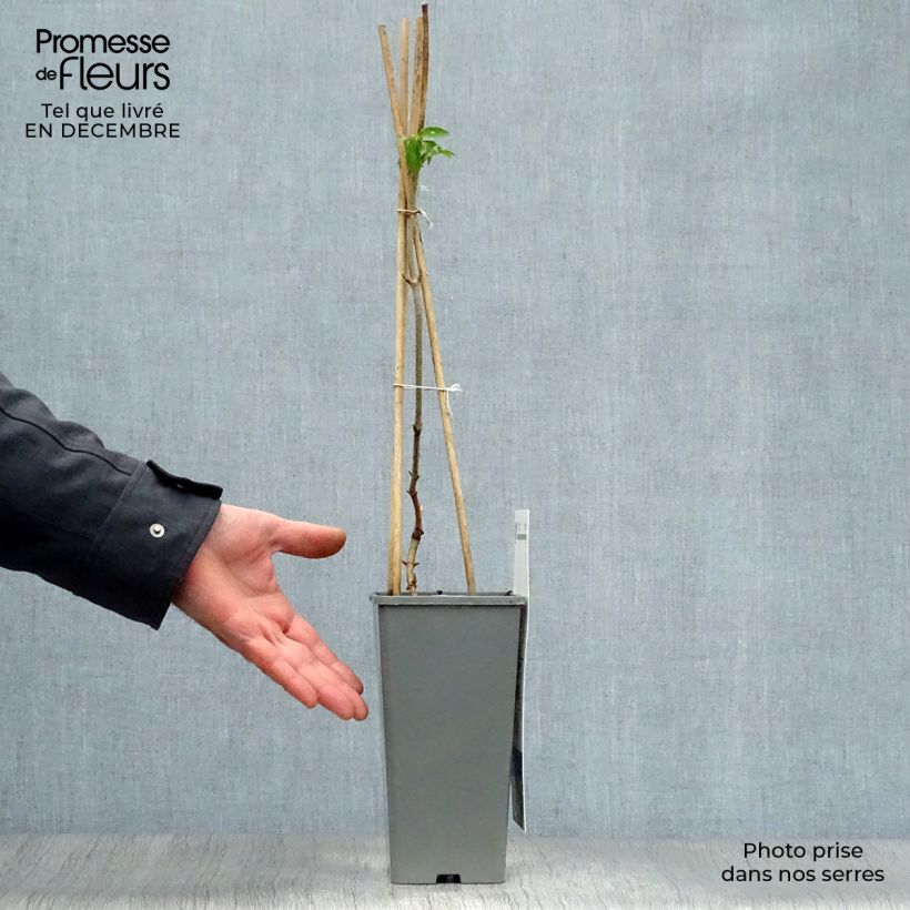 Sambucus nigra Haschberg - Black Elder 1.5L/2L pot, Bush sample as delivered in winter