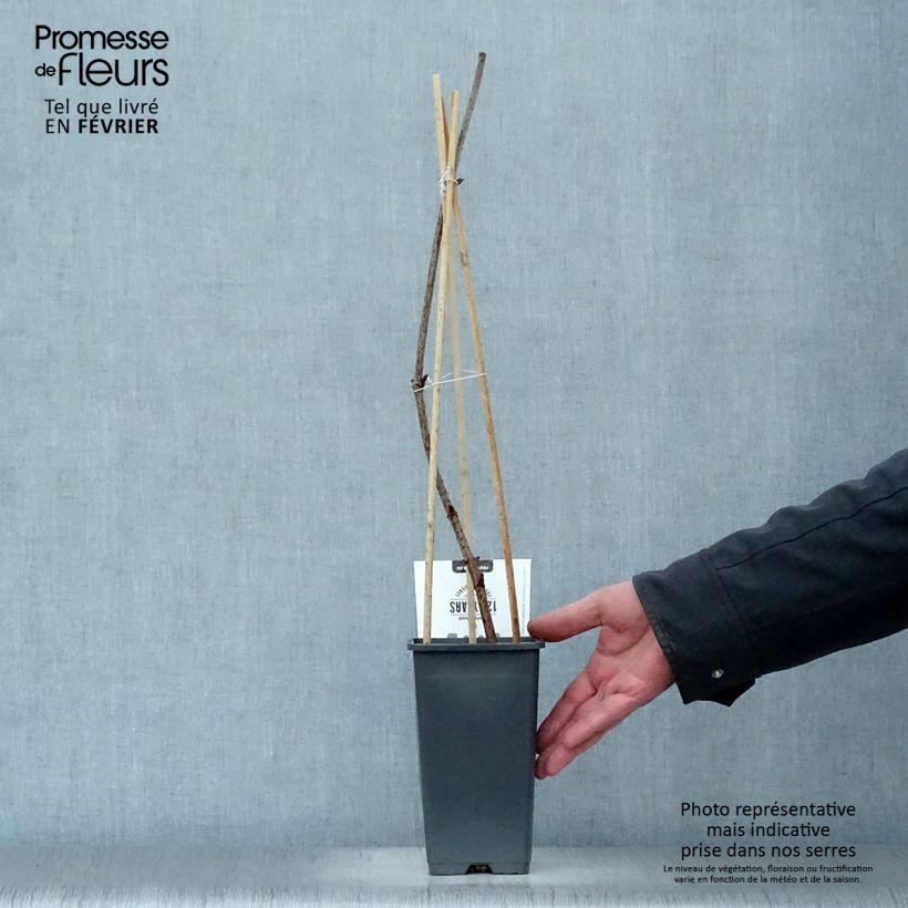 Sambucus nigra Korsor - Black Elder 1.5L/2L pot, Bush sample as delivered in winter