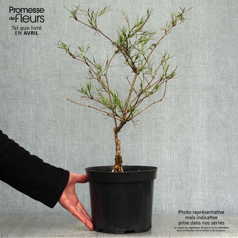 Sambucus nigra Linearis - Black Elder 3L/4L pot sample as delivered in spring